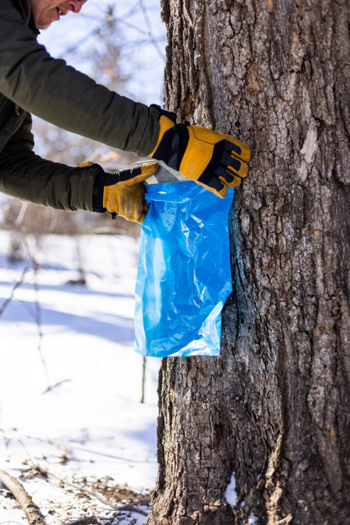 Yellow-gloved hands hold a blue bag up toward a tree trunk, collecting sap.