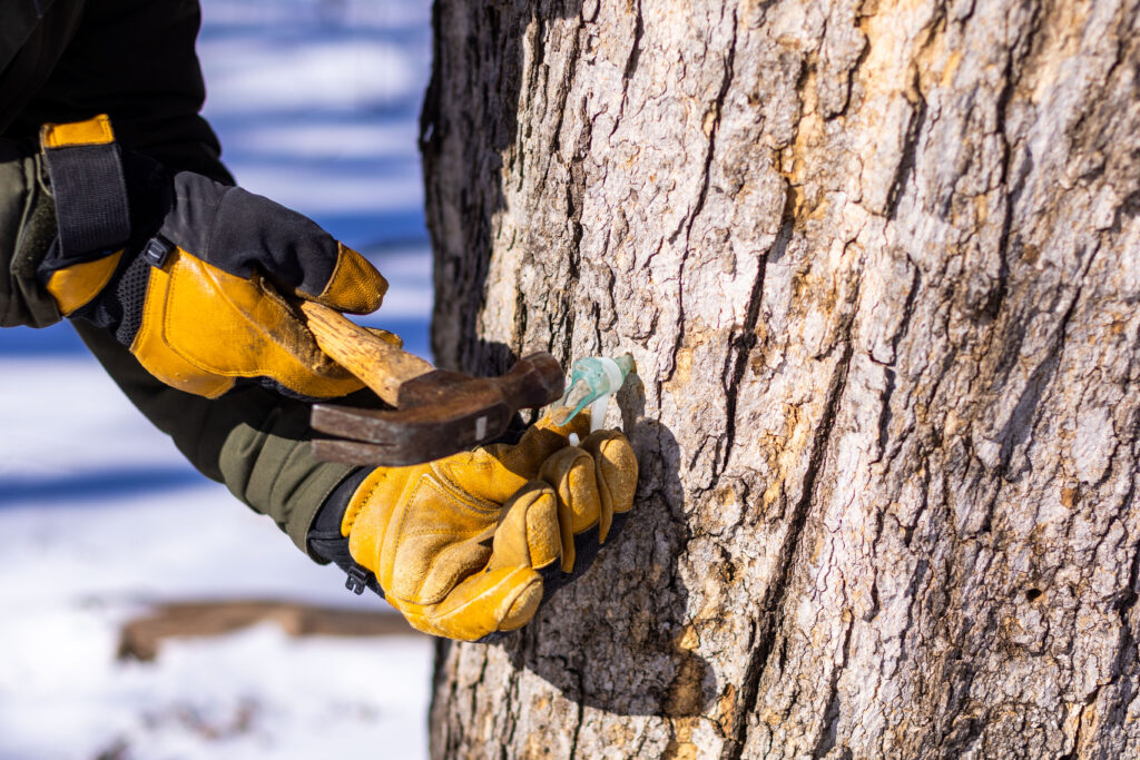 Yellow-gloved hands hold a spigot on a tree for collecting sap.
