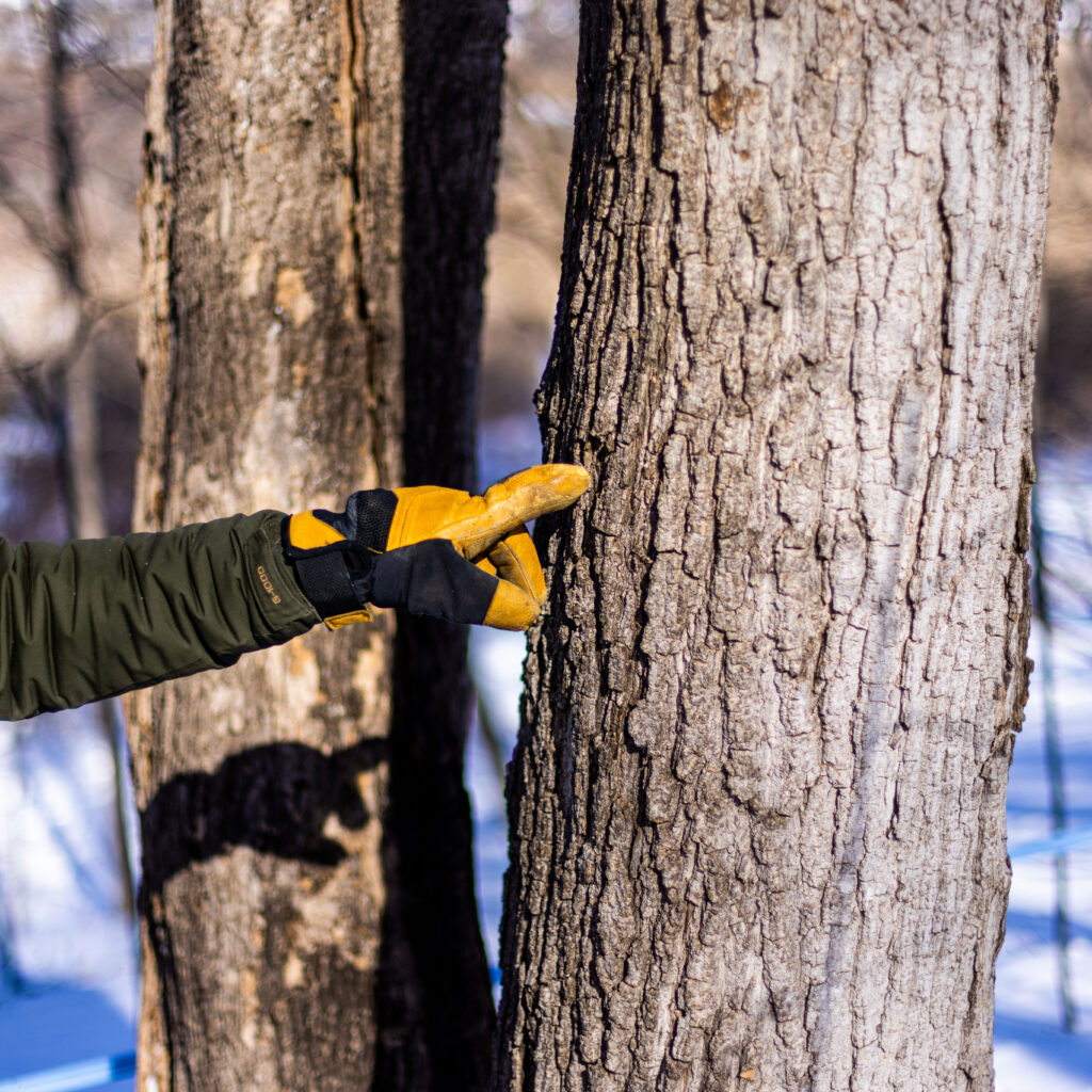 A yellow-gloved-hand reaches to point toward the bark of a tree.