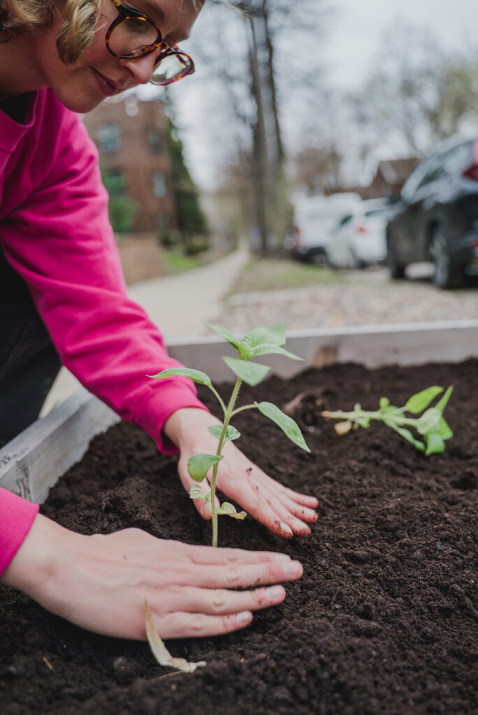 A person in a bright pink sweatshirt plants new seedlings in rich dirt in a raised-bed garden plot.