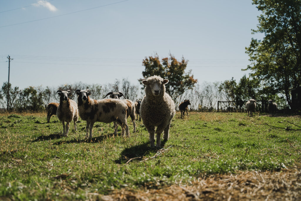 A sheep stands in a green field and looks toward the camera, and four goats can be seen in the distance.
