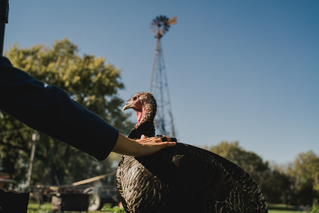 A turkey stands in the sunlight while getting stroked by a hand.