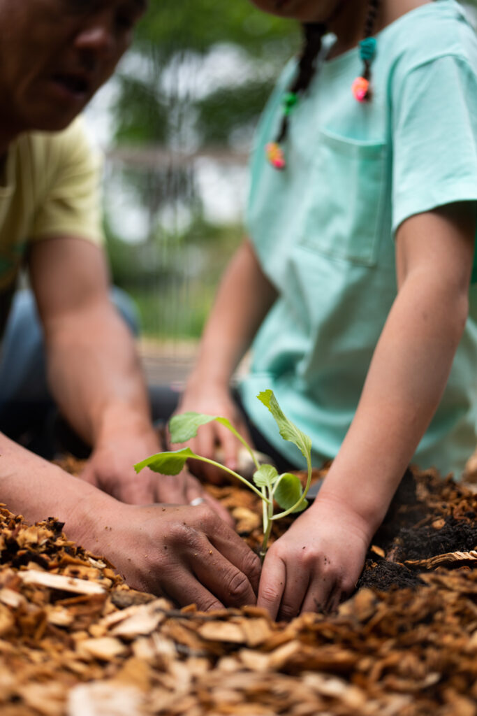 The photo shows the arms of a child and their parent as they plant a small sprout in the ground.