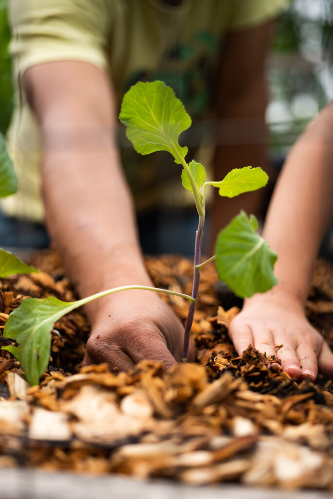 The arms of a child patting dirt around a freshly planted sprout.