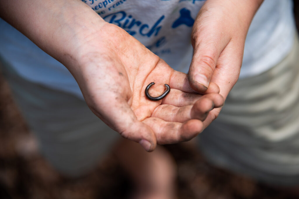 A closeup of a child's hands holding a small worm in their palm.