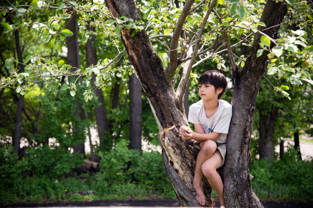 A boy in a white shirt and gray shorts sits in the crook of a large tree.
