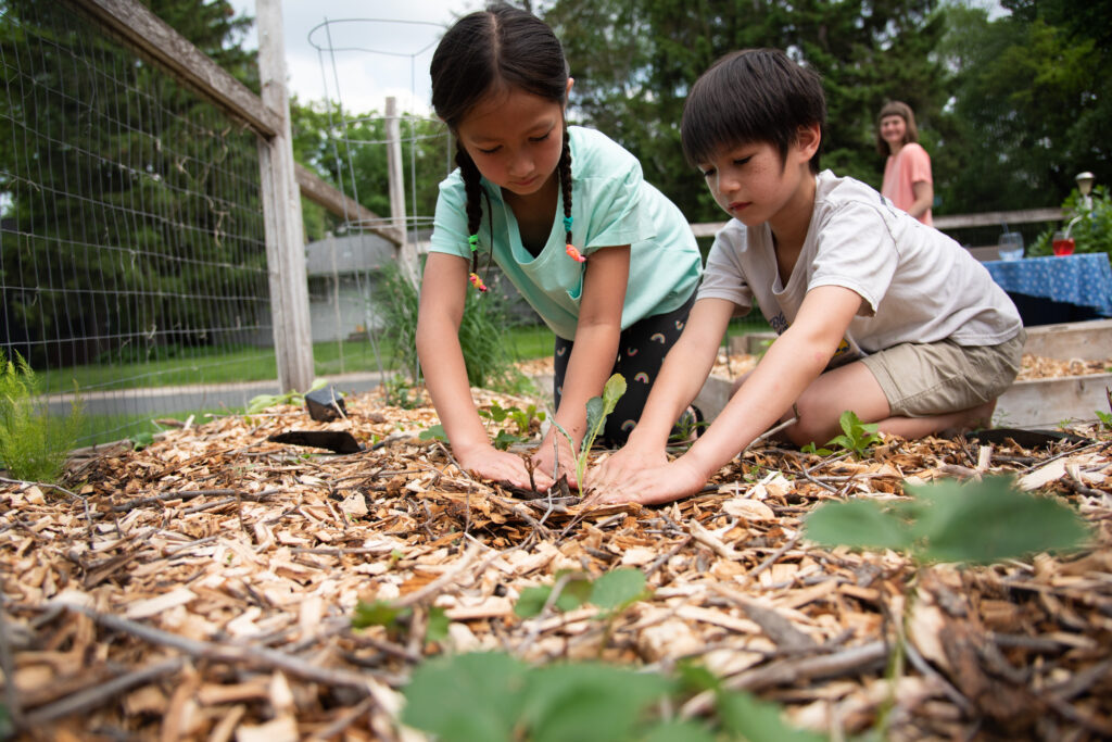 A girl with two braids in a blue shirt and a boy in a white shirt work together to plant a young plant in the ground.