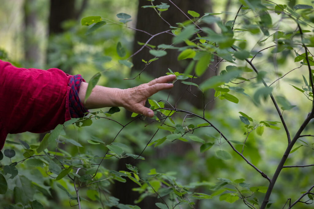A woman in a red shirt reaches out toward a tree branch in a forest.