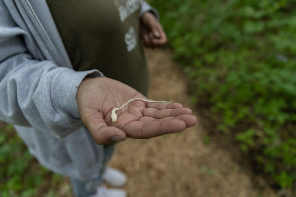 A person in a gray sweatshirt holds a white plant root in their palm.